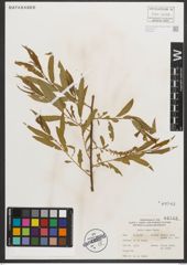 Foto von Salix nigra Marshall